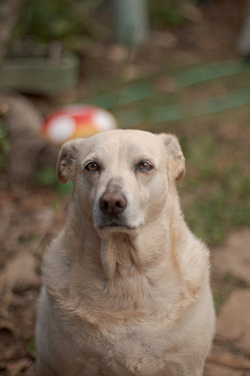 Ingyenes stockfotó kutya, Labrador témában