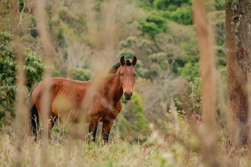 Photos gratuites de cheval, cheval brun, clairière