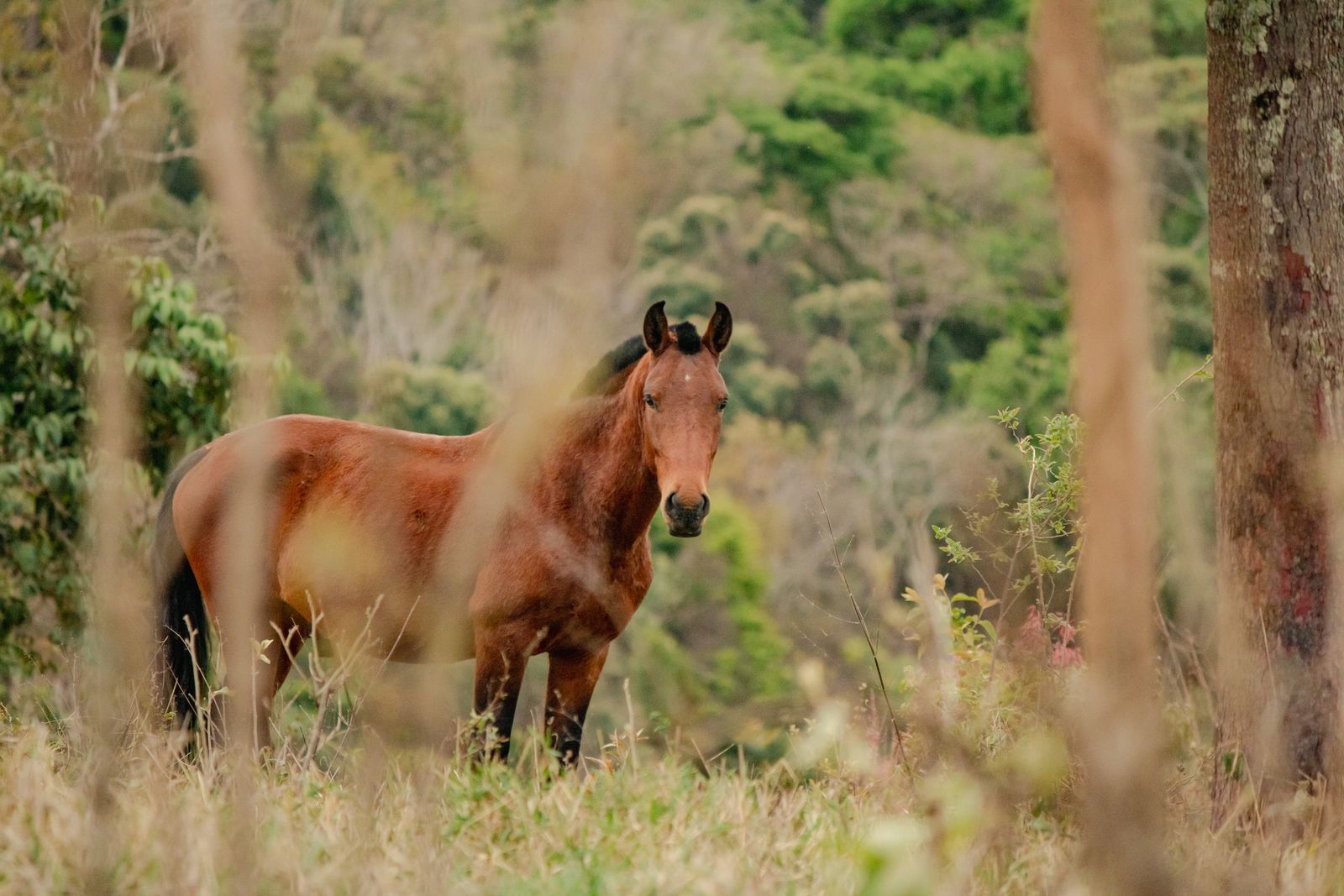 Majestic Brown Horse in Green Pasture · Free Stock Photo