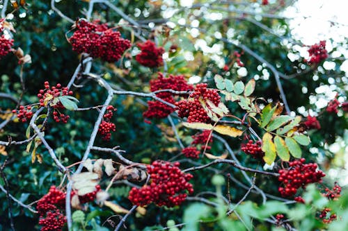 Darmowe zdjęcie z galerii z czerwony, drzewa, jagody