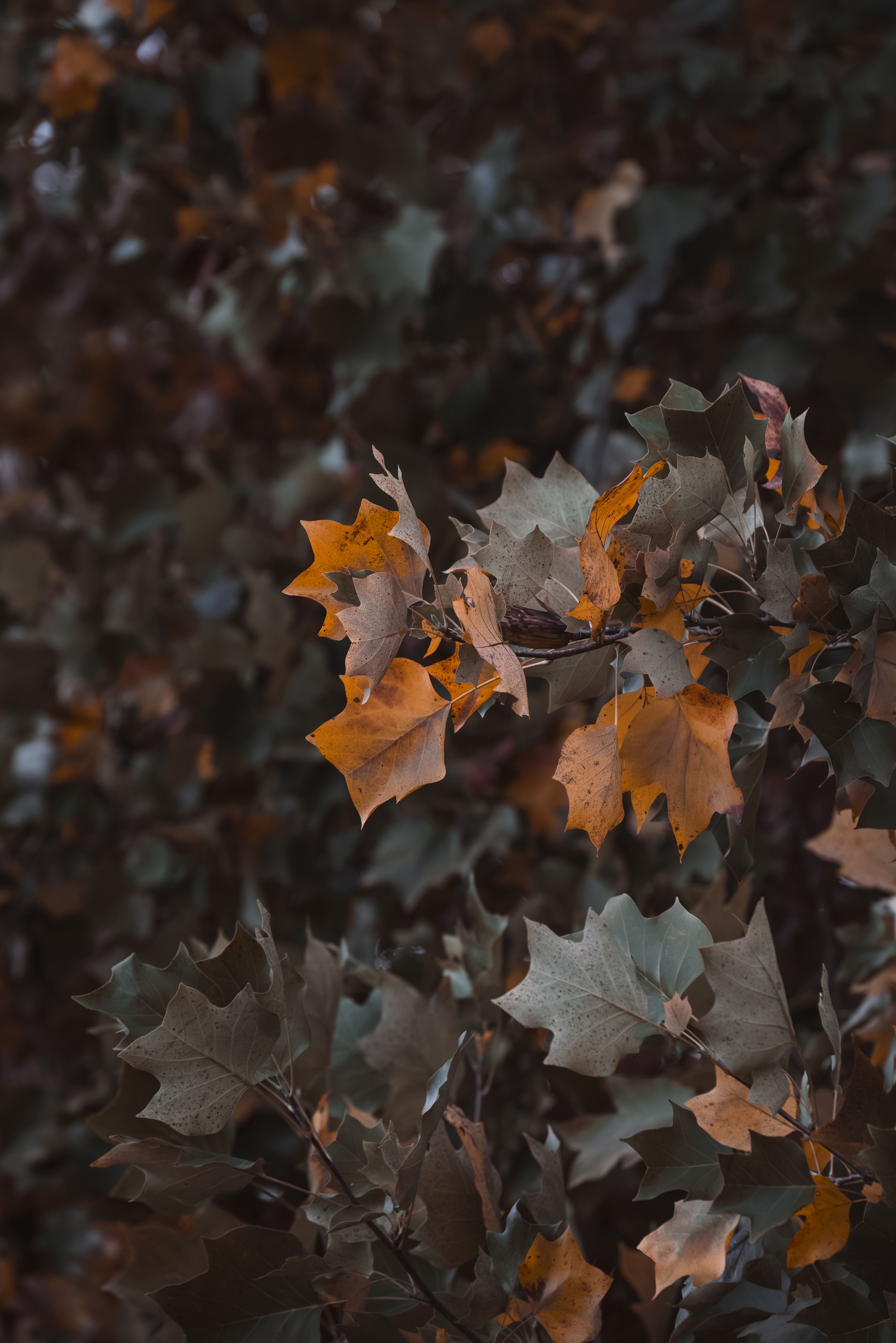 Dry Leaves on a Tree in Autumn · Free Stock Photo