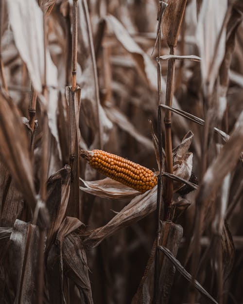 Corn Among High Grass on a Field 