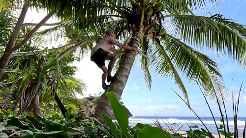 Free stock photo of beach, climb, coconut tree