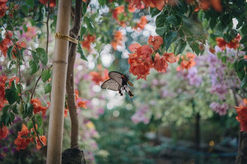 Free Butterfly Preaching on Peach Flower Stock Photo