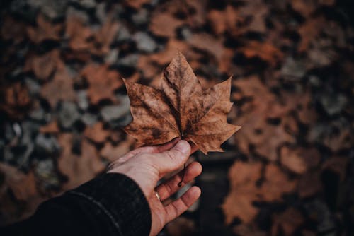 Free Person Holding Dried Maple Leaf Stock Photo