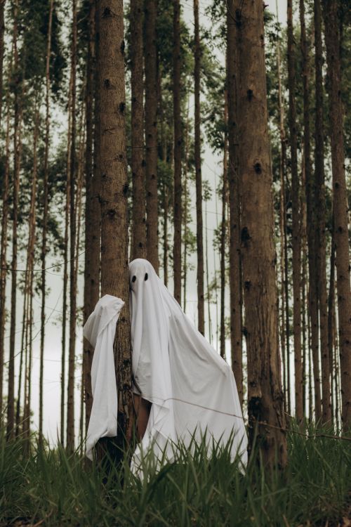 Ghost Inatural Ghost Forest Photos, Download The BEST Free Ghost Forest Stock Photos ...