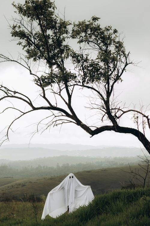 Ghost under Tree in Countryside · Free Stock Photo