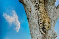 一只雄伟的豹子从树上爬下来，逆着蓝天