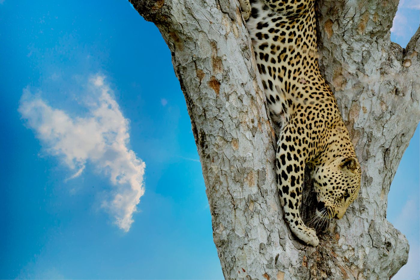A leopard climbing down the trunk of a tree against a blue sky.