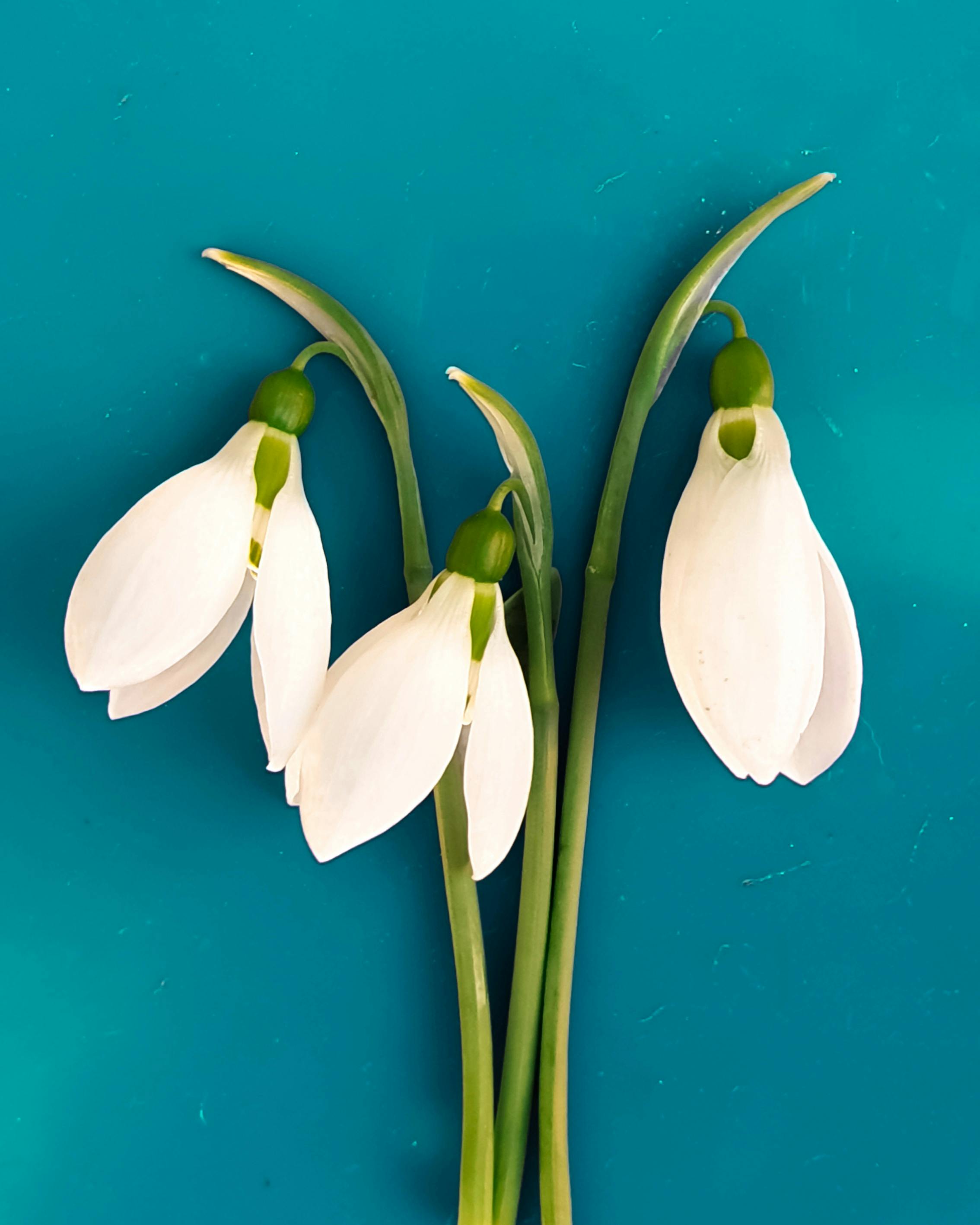 Free stock photo of blue background, flowers, snowdrops