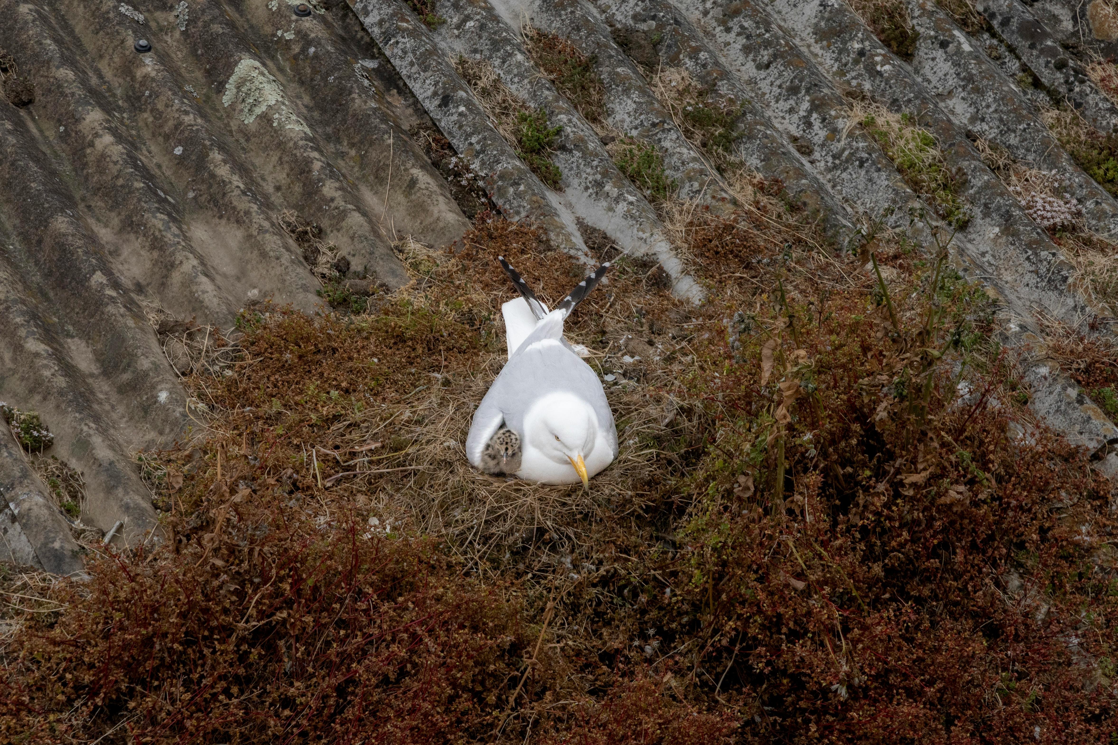 seagull in nest