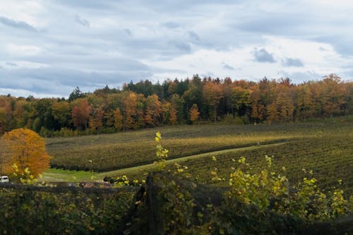 Vineyard in Autumn