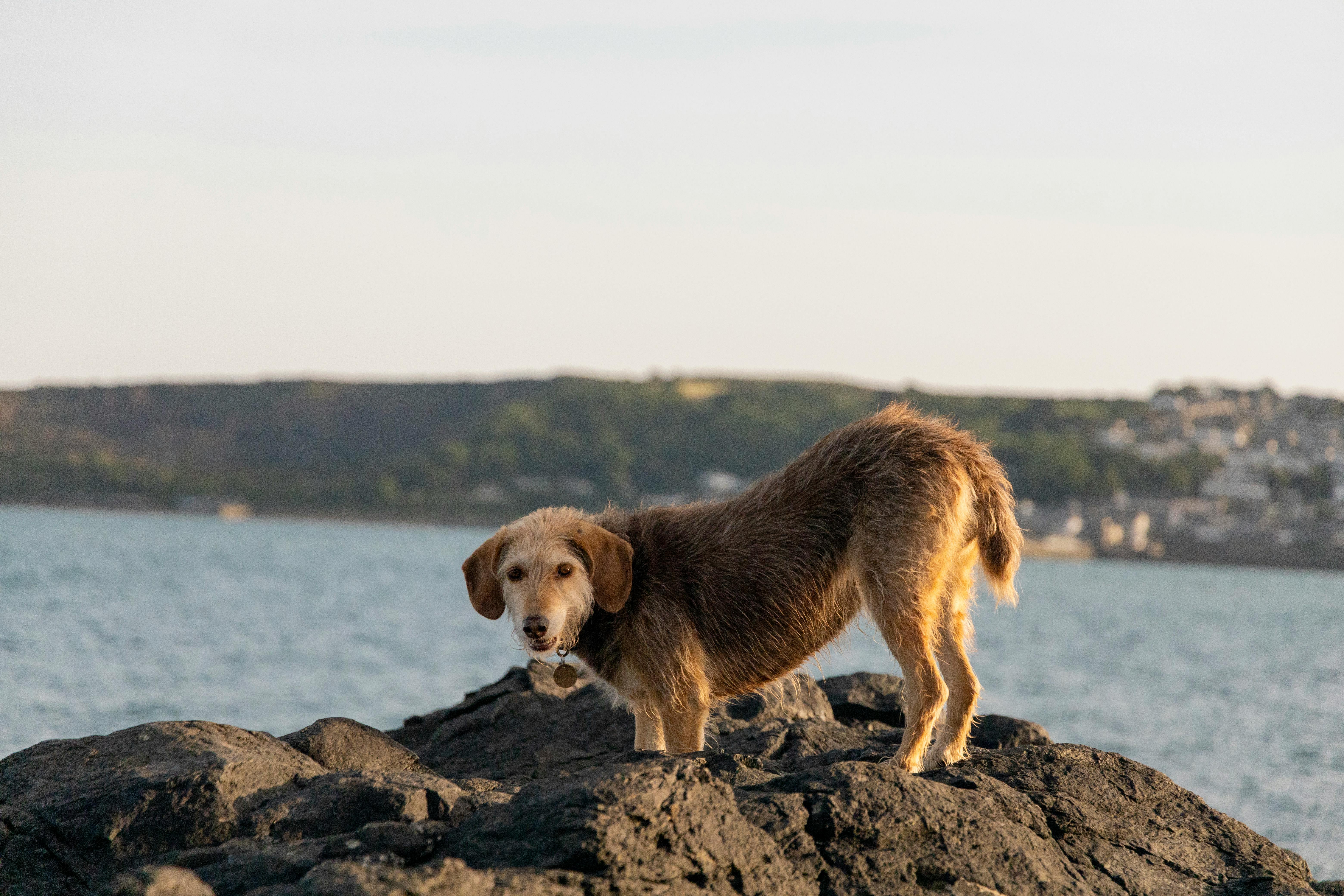 A dog standing on rocky beach at Penzance, England, with sea view.