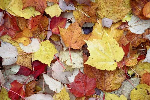 Colorful Leaves on Ground