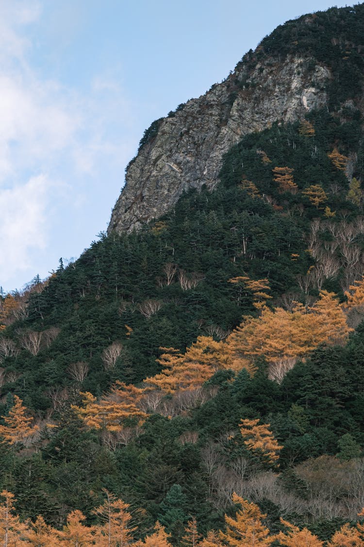 Autumn Forest Under Rocky Hill