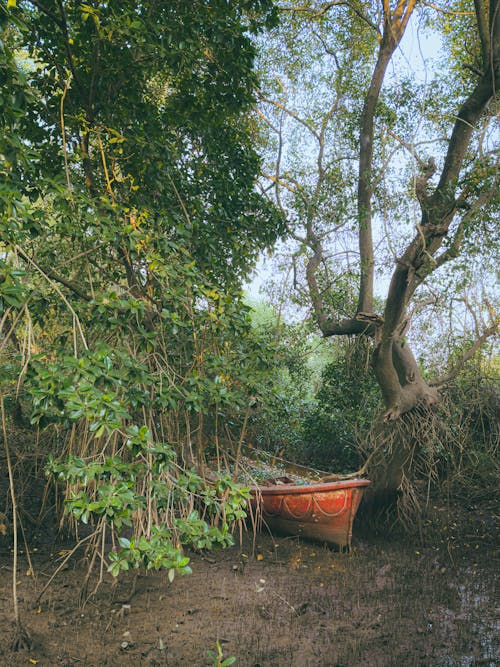 Immagine gratuita di alberi, barca, fango