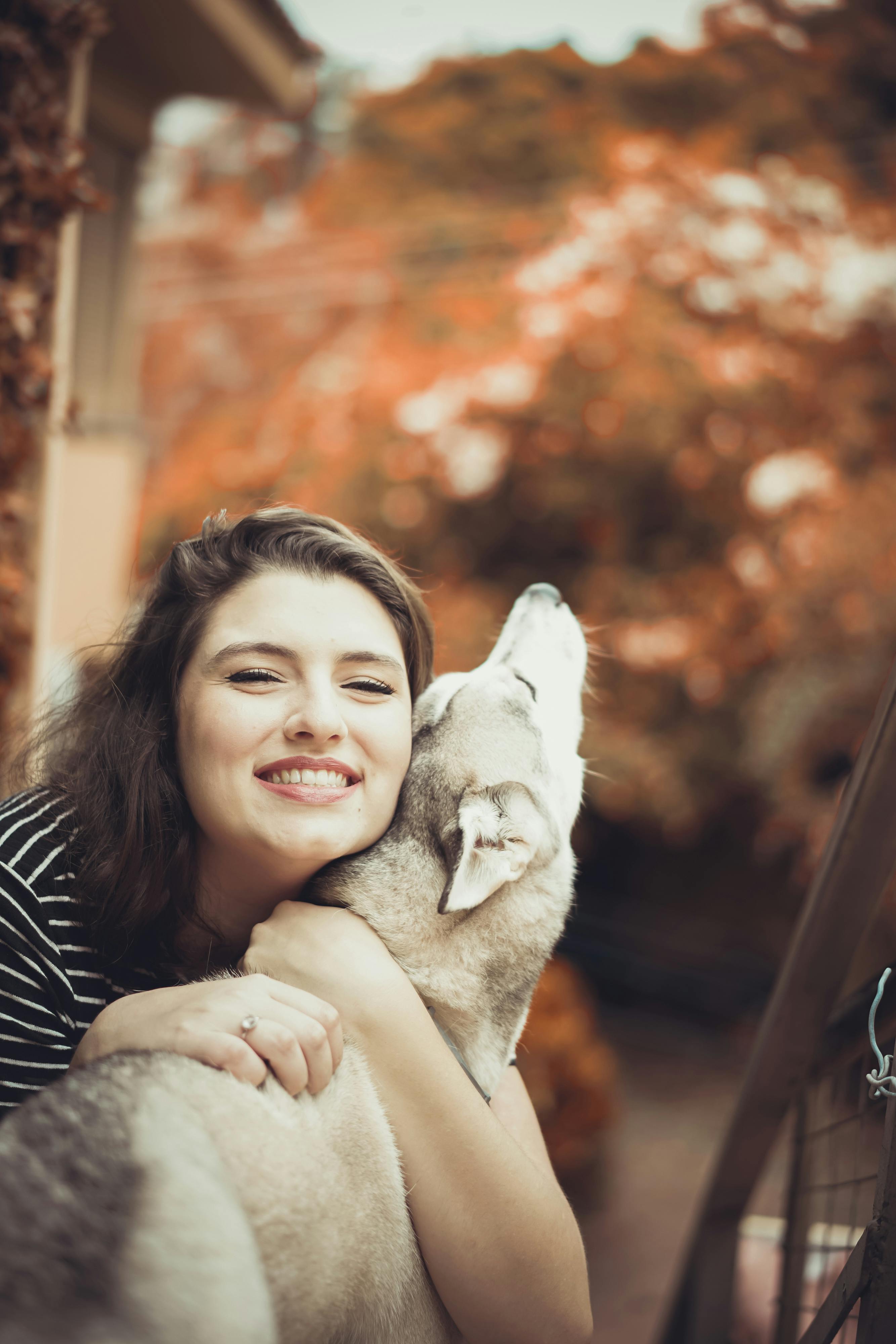 シベリアンハスキー ハスキー 女犬の無料の写真素材