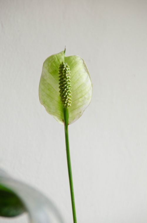 Free Single peace lily bloom with green leaves on white background; minimalist indoor decor. Stock Photo
