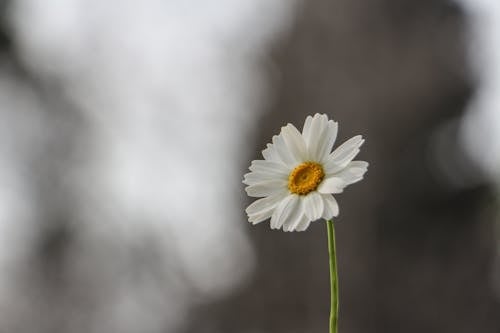 Gratis lagerfoto af flora, have, hvid blomst