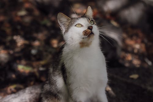 Close up of White Cat