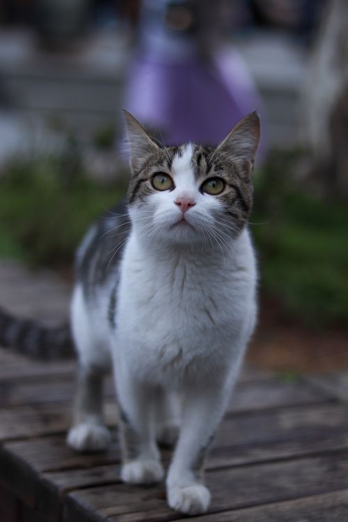 Free A curious domestic cat looking upwards, showcasing its expressive eyes in an outdoor setting. Stock Photo