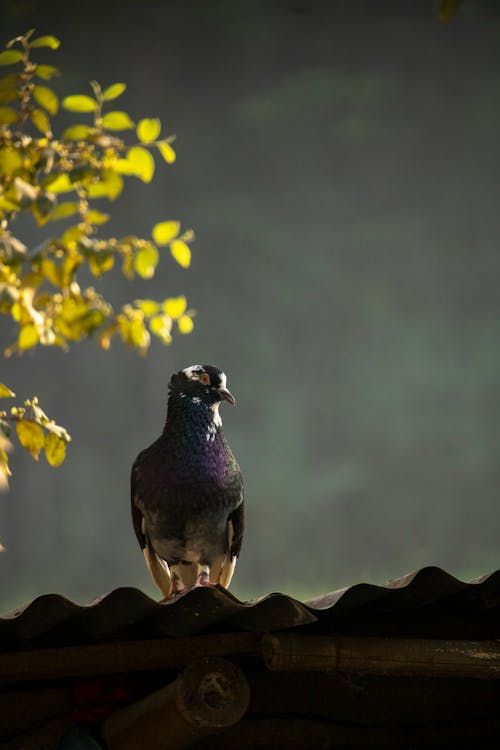 Ilmainen kuvapankkikuva tunnisteilla aasian pigeonwings, bangladesh, bd