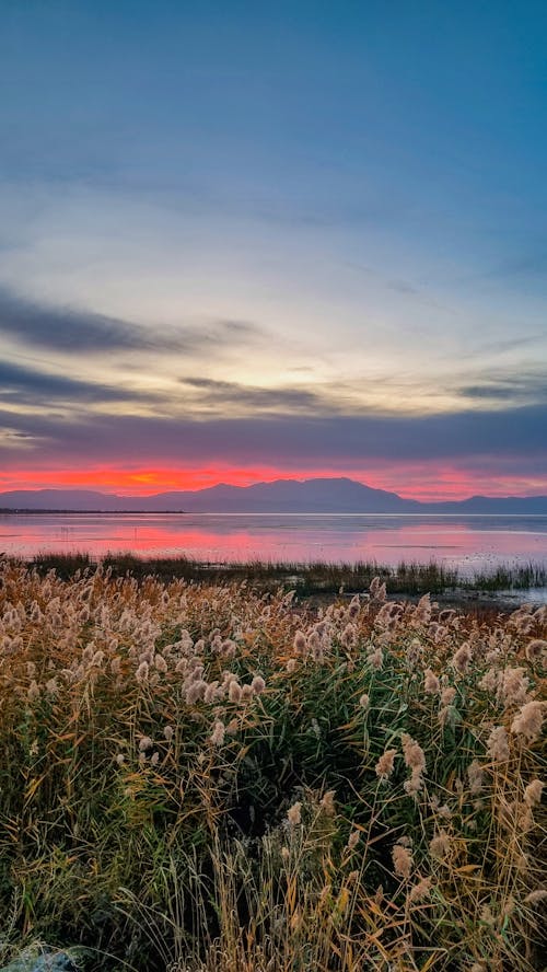 Free stock photo of lakeside, reeds