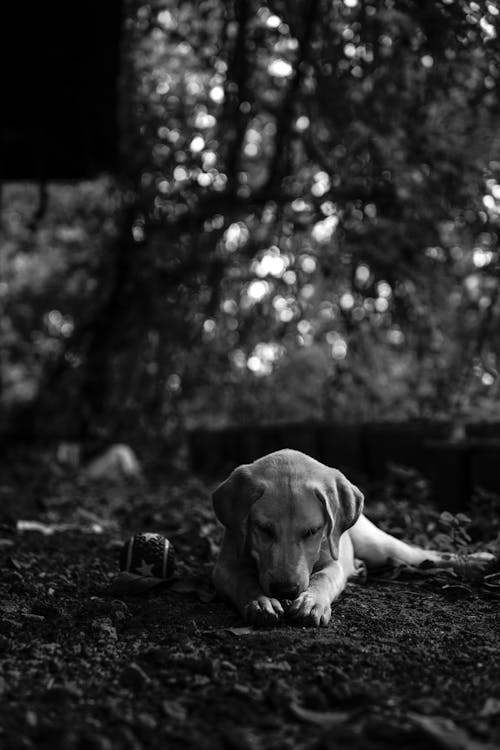 Cute Labrador Retriever Lying on Ground in Yard