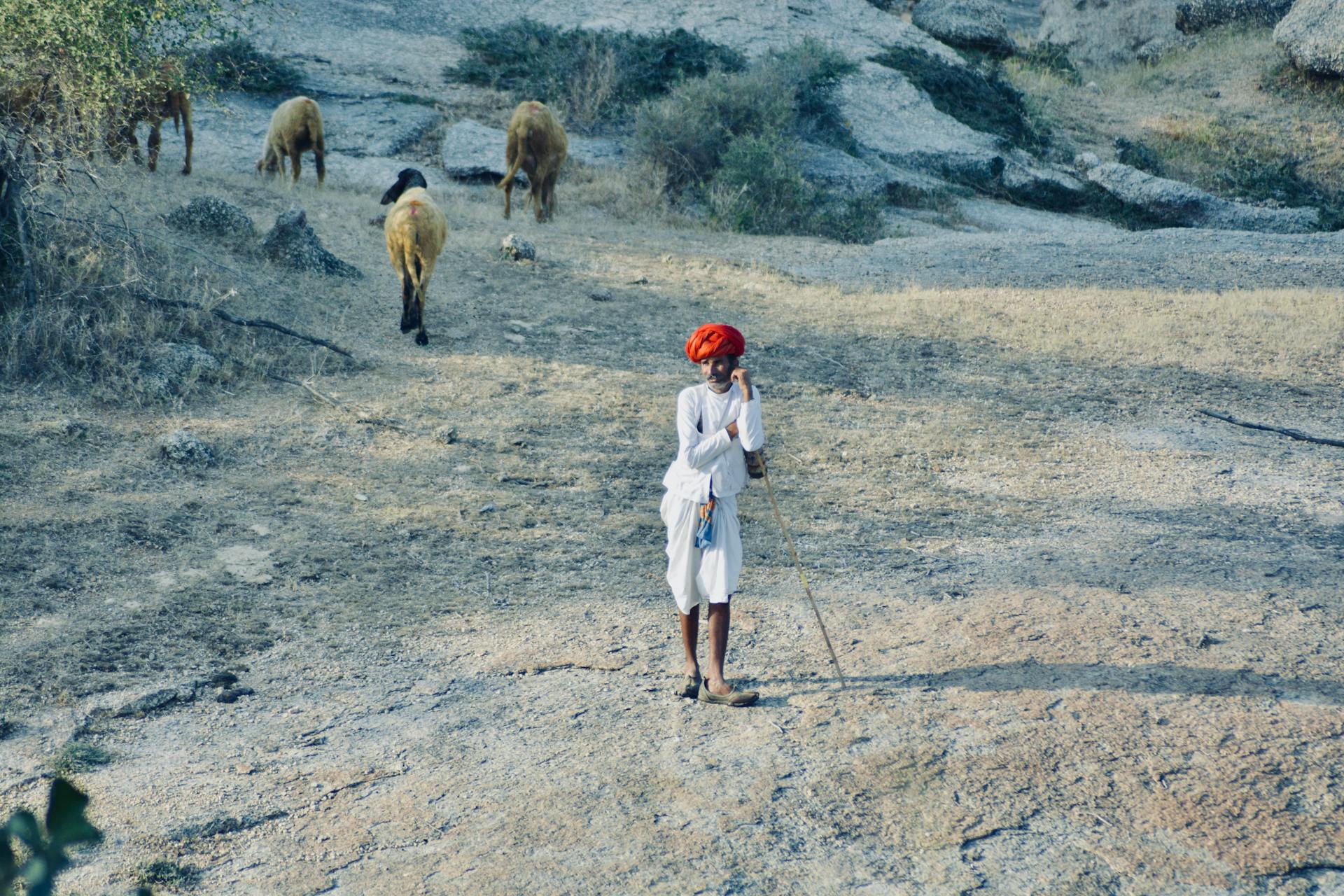 Shepherd Standing on Sunny Field with Flock of Sheep