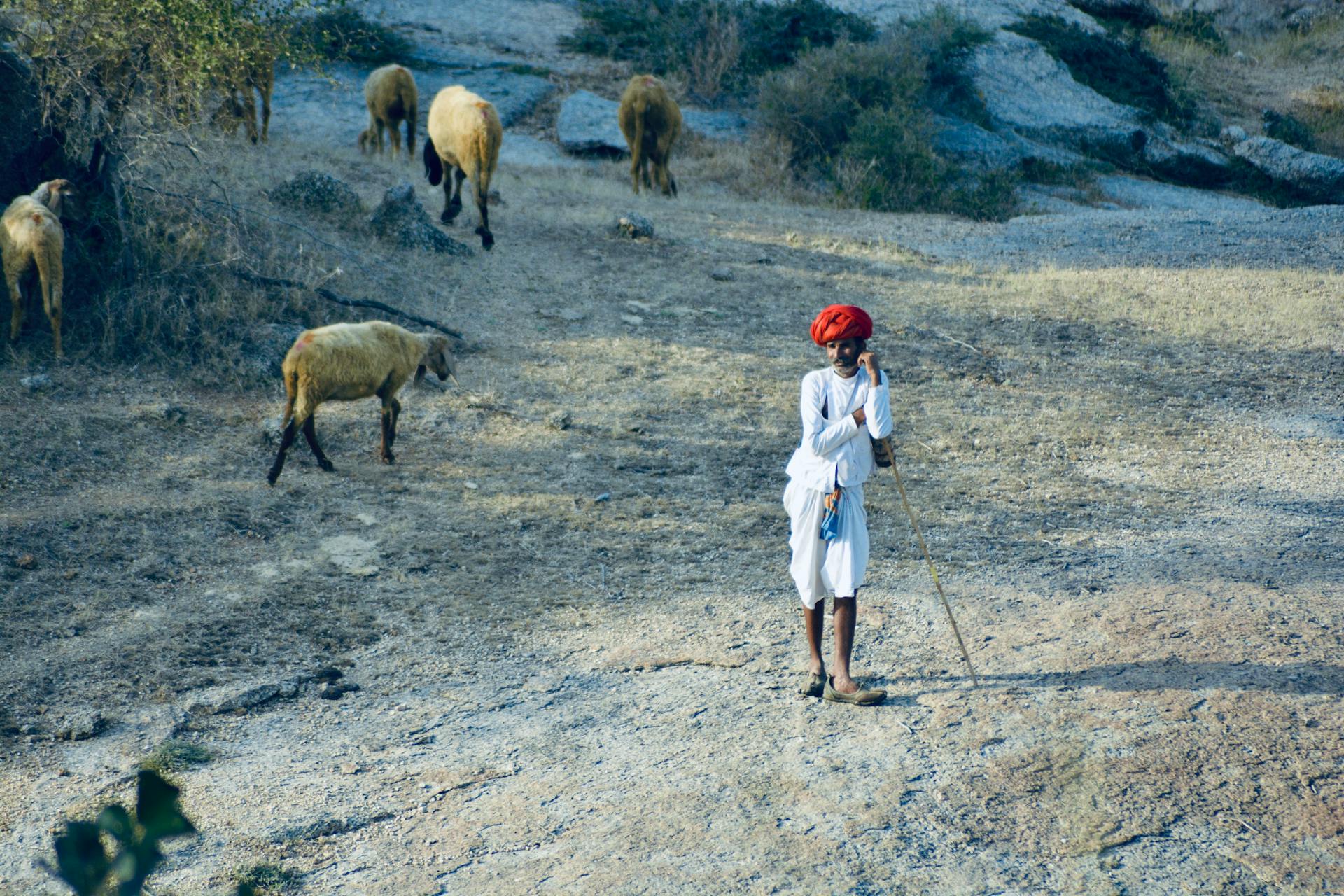 Shepherd Standing on Field with his Flock