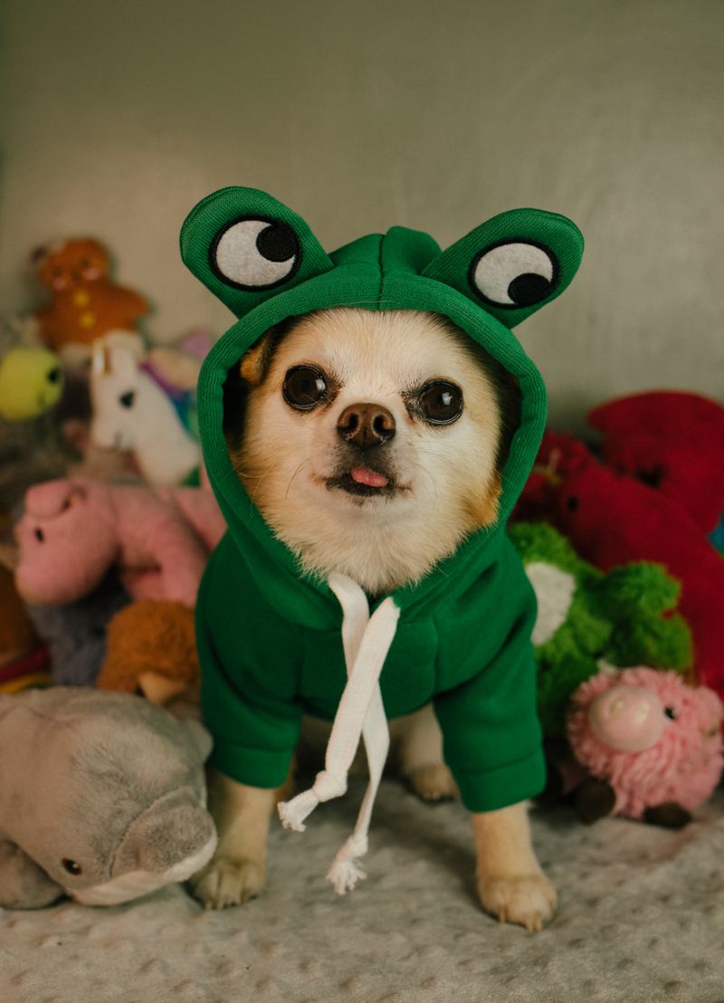 Cute Frog