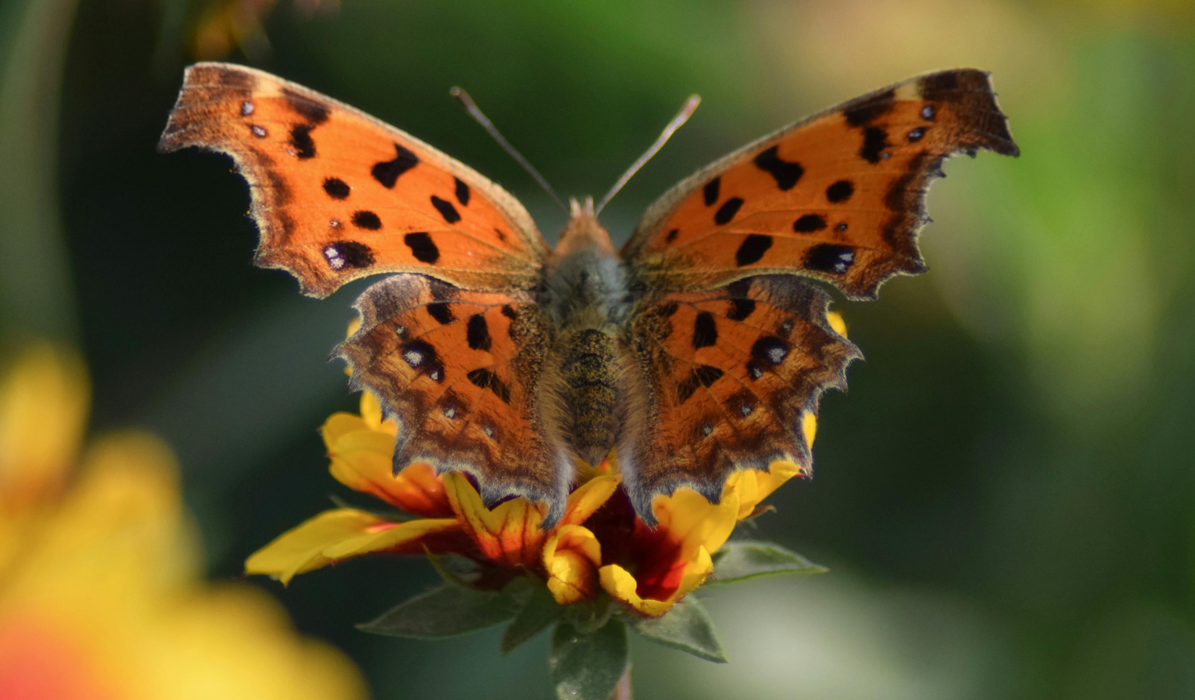 6% AFFF/AR (-10℃) 轻水抗溶泡沫灭火剂