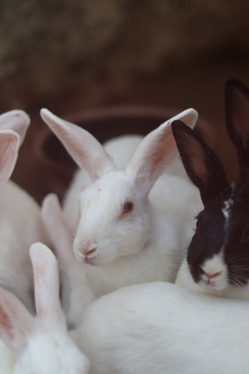 Foto d'estoc gratuïta de conillets, conills, de peluix