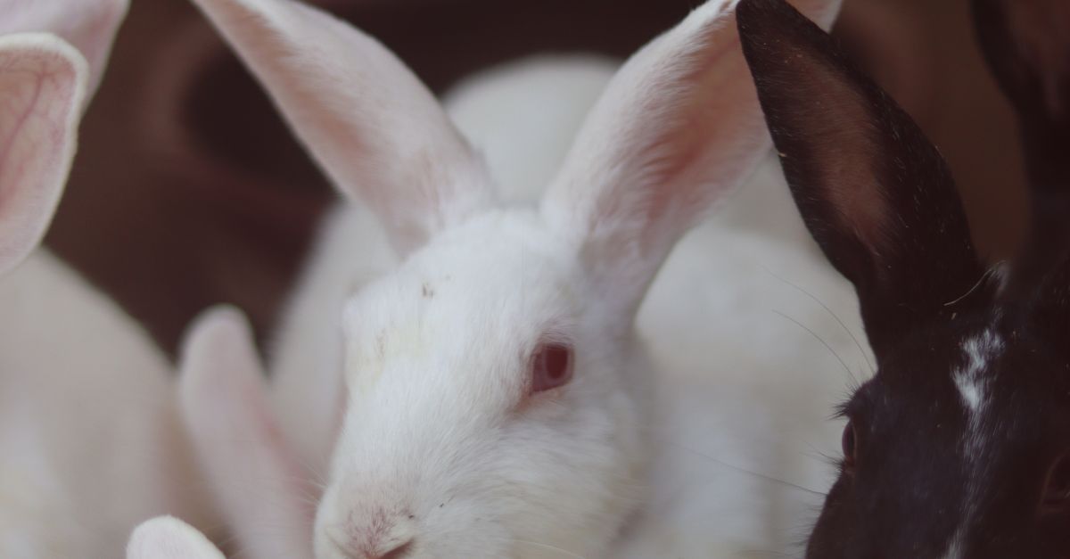Flury Rabbit A Few Fluffy Rabbits · Free Stock Photo