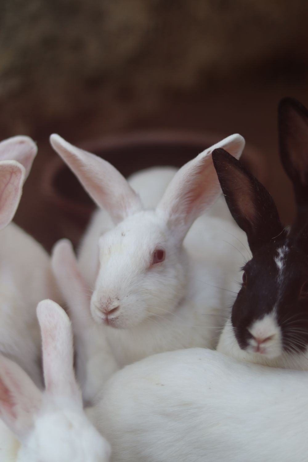 Flury Rabbit A Few Fluffy Rabbits · Free Stock Photo