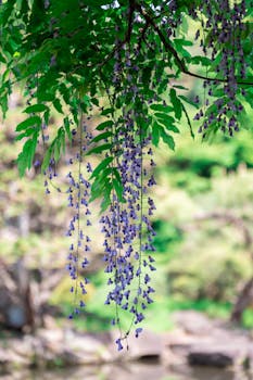 Purple wisteria flowers hanging in a lush Japanese garden in Tokyo, Japan.