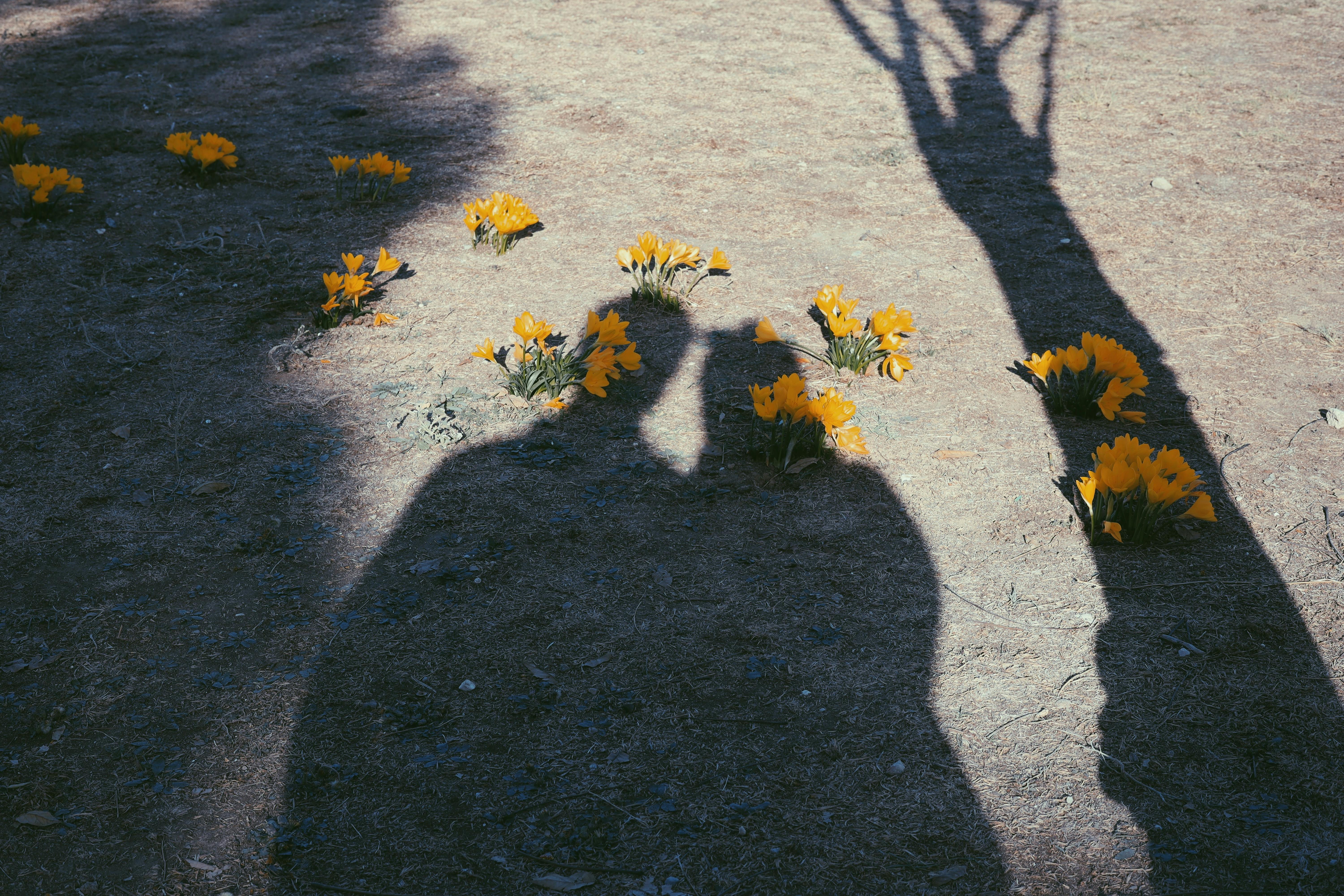 alt shadows huy cuong • need sauce • 2022