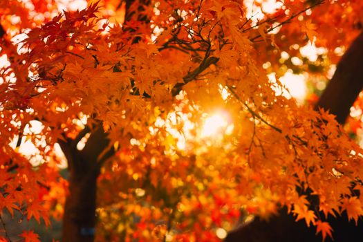 Vibrant golden autumn leaves with sunlight filtering through maple branches.