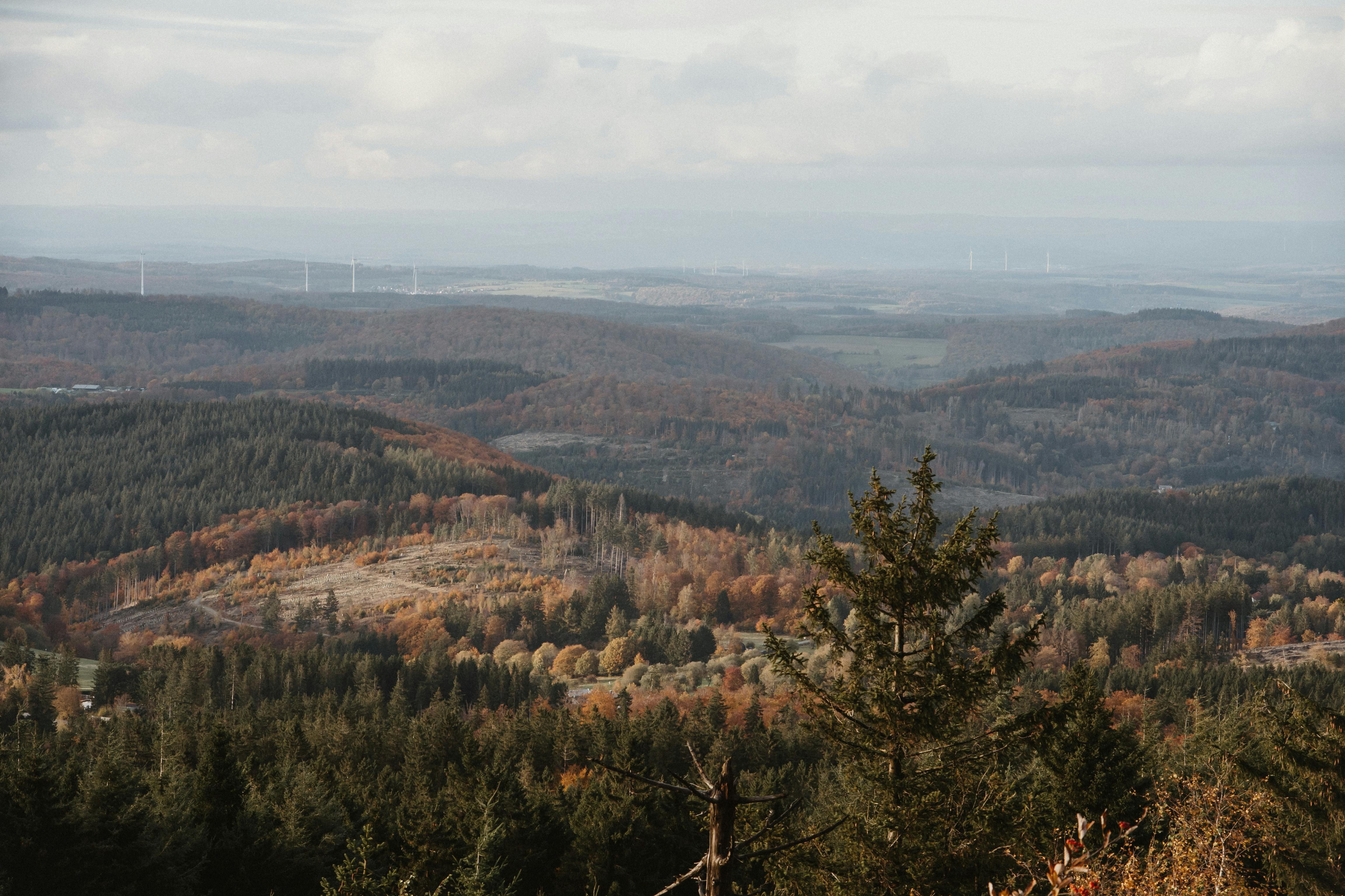 a view of the forest and hills from a hilltop