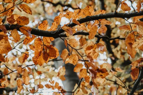 Free Close-up of orange autumn leaves on tree branches in a peaceful forest. Stock Photo