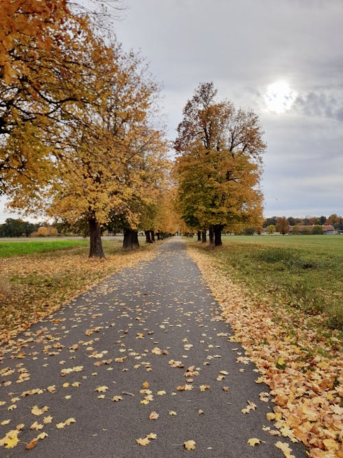 Immagine gratuita di alberi, autunno, cadere