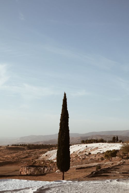 Free Cypress tree stands tall in the scenic landscape of Pamukkale, Türkiye, under a clear blue sky. Stock Photo