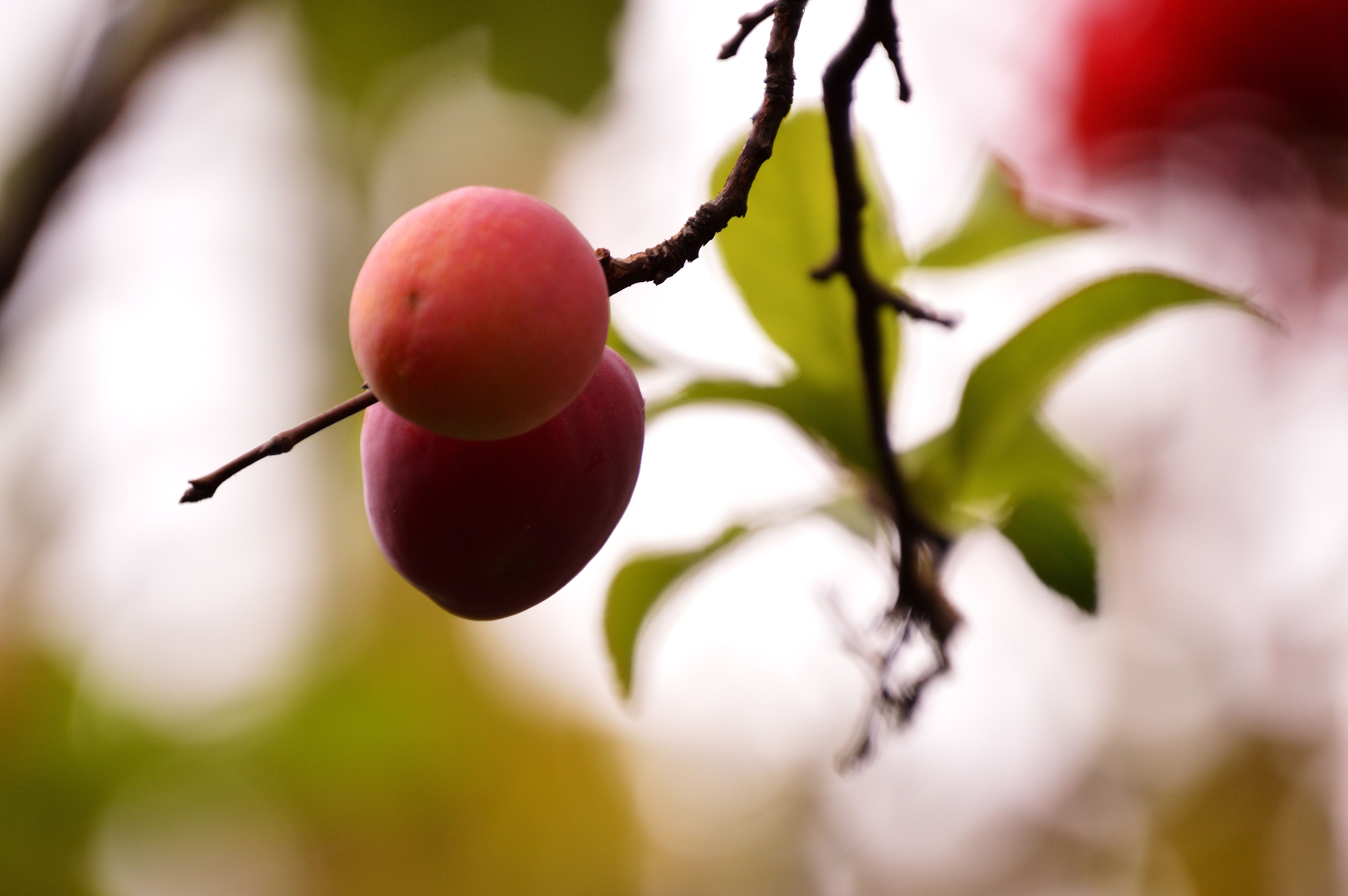 free-stock-photo-of-branch-farm-food