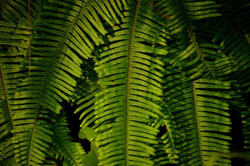 蕨类植物的选择性聚焦摄影