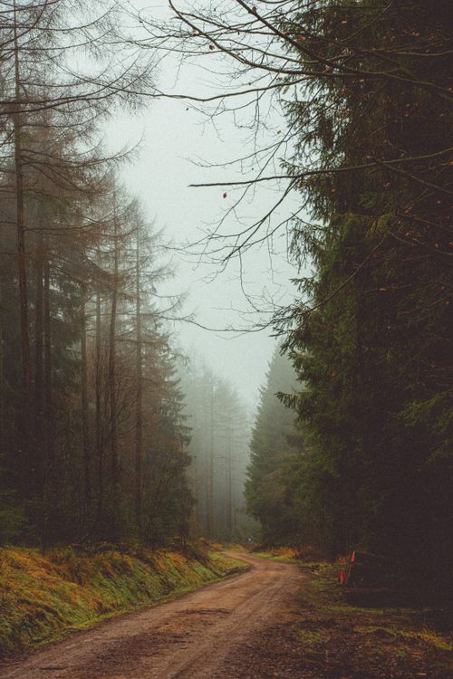 Free A serene dirt road winding through a misty autumn forest, creating a moody and atmospheric scene. Stock Photo