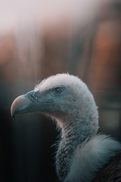 Fotobanka s bezplatnými fotkami na tému fotografie zvierat žijúcich vo voľnej prírode, hlava, kondor