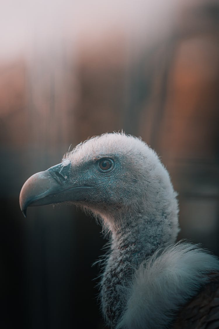 Head Of Vulture