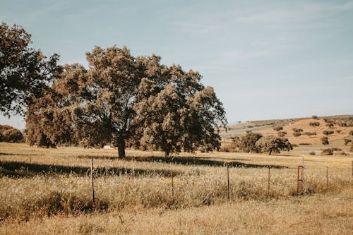 Foto profissional grátis de agricultura, área, árvores