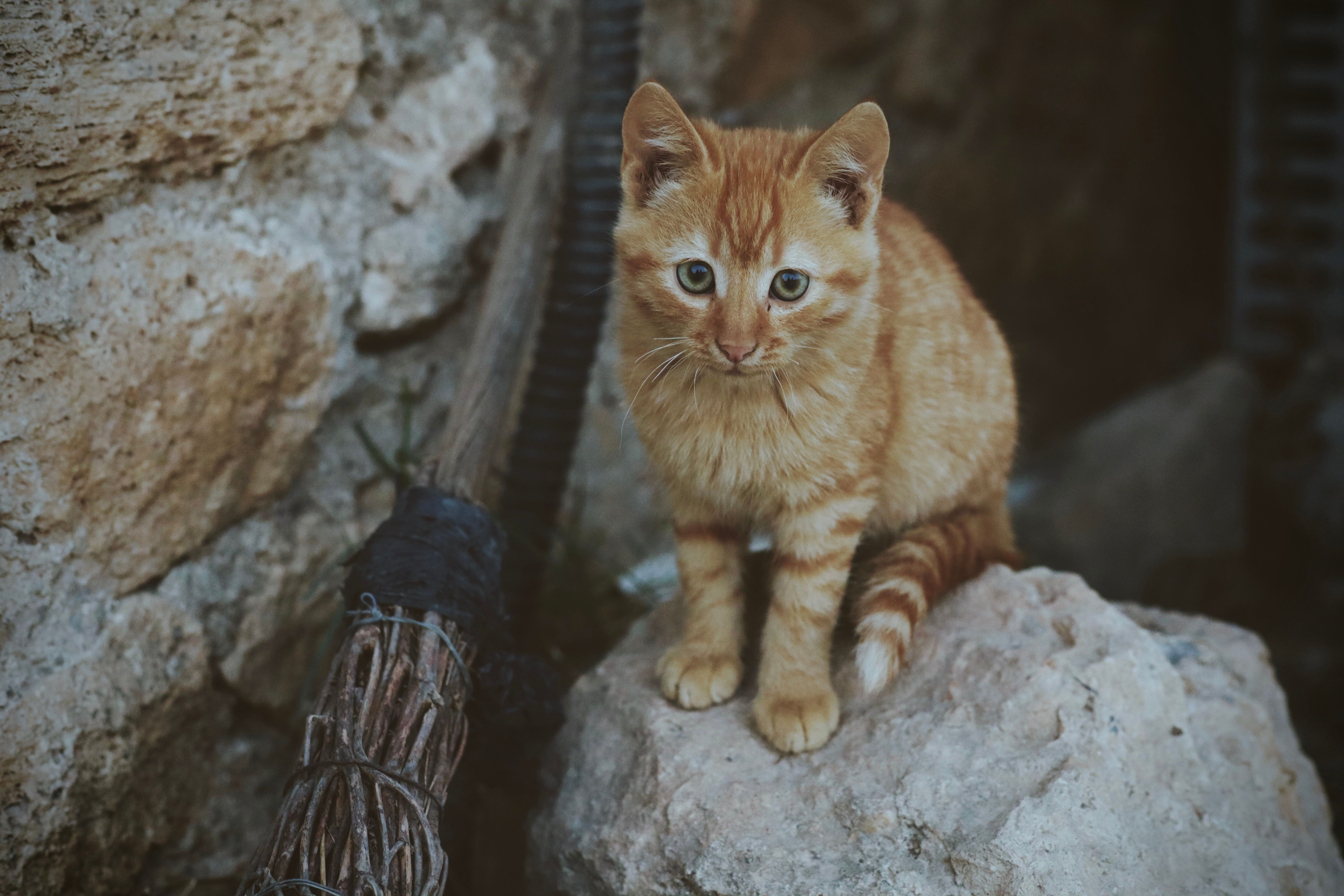 A Cat Sitting on a Rock · Free Stock Photo