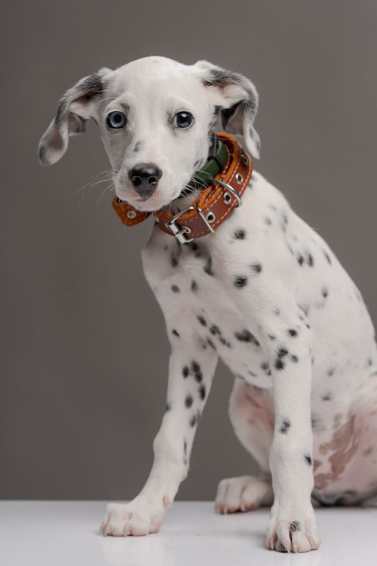 Dalmatian Dog In A Studio 